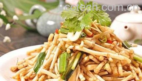 鱼鲜草的功效与作用-0