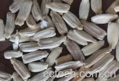 菜葫芦籽的功效与作用-0