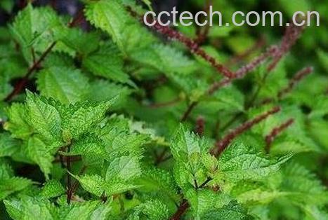 芋麻根的功效与作用-0