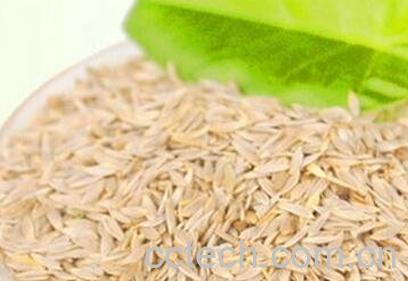 白生菜籽的功效与作用-0