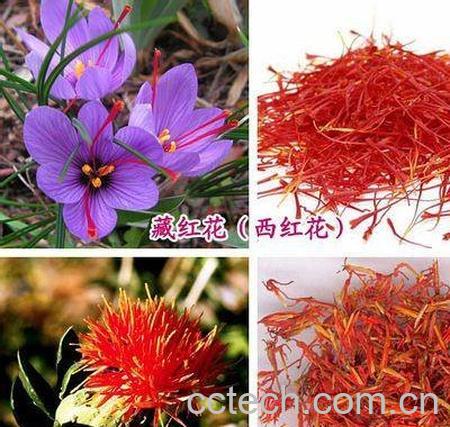 草红花与藏红花-0