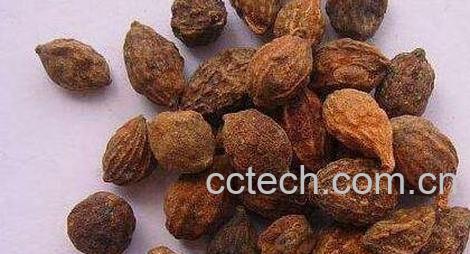 益智仁的功效与作用及禁忌-0