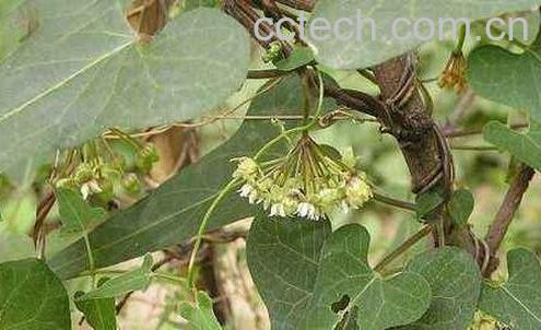 夜交藤的功效与作用及禁忌-0