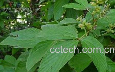 钻地老鼠的功效与作用-0