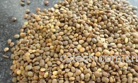 草籽的营养价值 草籽的功效与作用-0