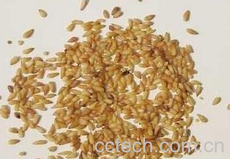 侧柏籽的功效与作用及禁忌-0