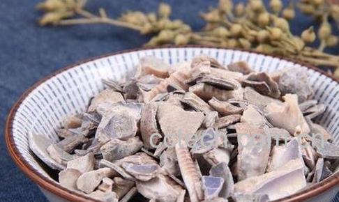 紫贝齿的功效与作用及禁忌-0