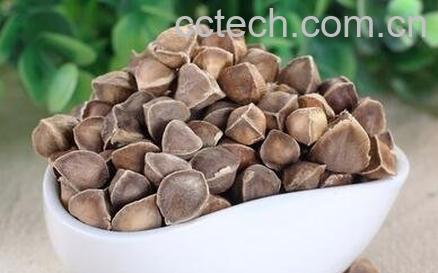 印度辣木籽的功效与作用-0