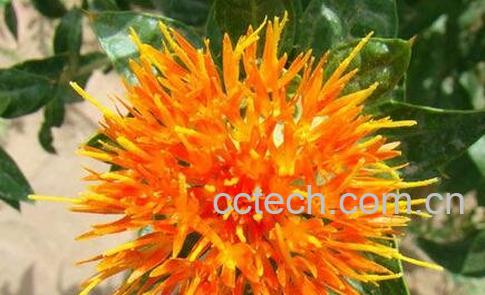 藏红花泡脚的功效与作用-0