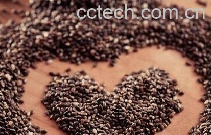 野鼠尾草籽的功效-0