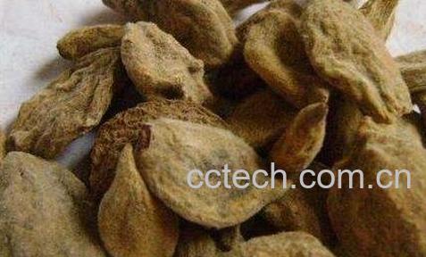 中药瘪桃干的功效与作用-0