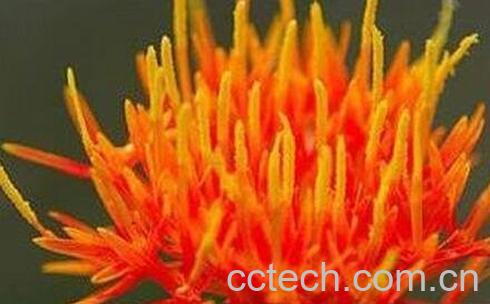 伊朗藏红花功效和禁忌-0