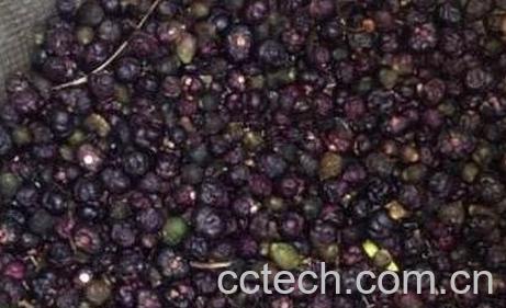 野菜籽的功效与作用及禁忌-0