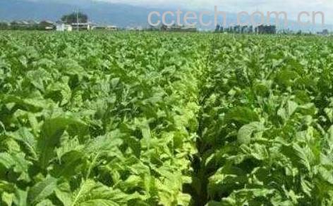 烟草籽的药用价值-0