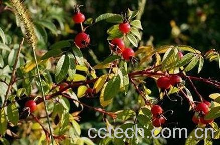 中药托盘根的功效与作用-0