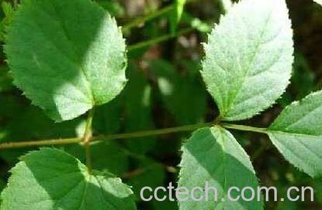 牛角根的作用-0