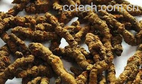  中药酥子根的功效-0