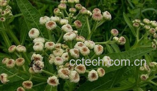 中药四方根的作用-0