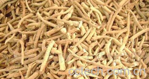 中药三七根的功效与作用-0