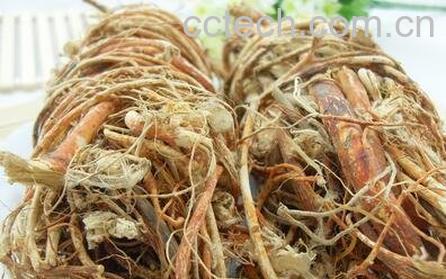 中药五指牛奶根的功效-0