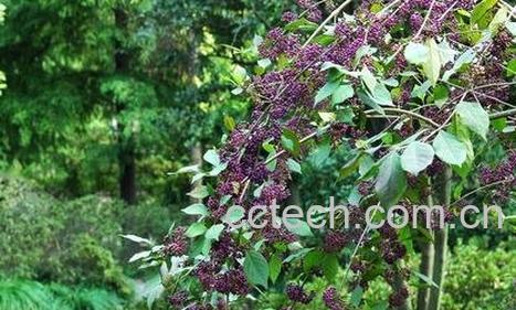  中药蟹目根的功效-0