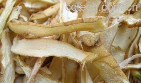 中药玉竹根的功效与作用-0