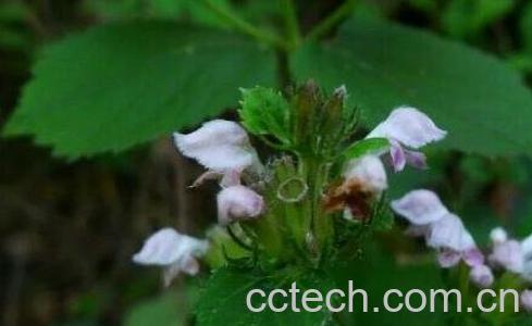 中药血参根的功效与作用-0