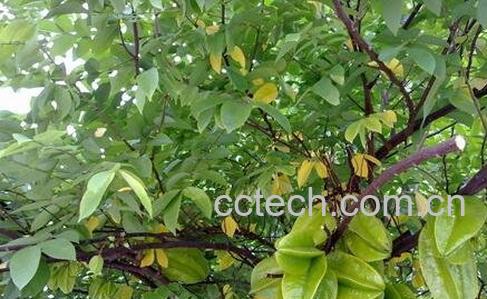 中药雄洋桃根的功效与作用-0