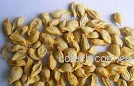 中药桔子核的功效与作用-0