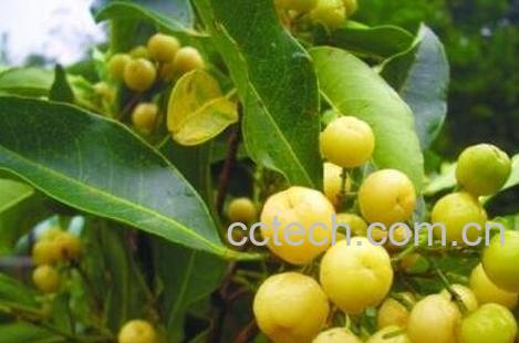 油甘叶的功效与作用-0