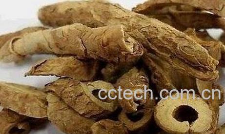 五加皮的功效与作用及禁忌-0