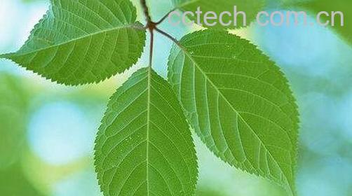 中医结根的功效与作用-0