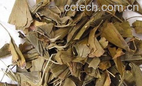 银杏叶的功效与作用及食用方法-0