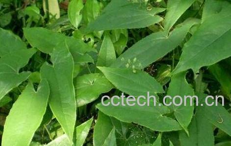 淫羊藿叶的功效 -0