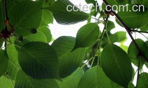 中医截根的功效与作用-0