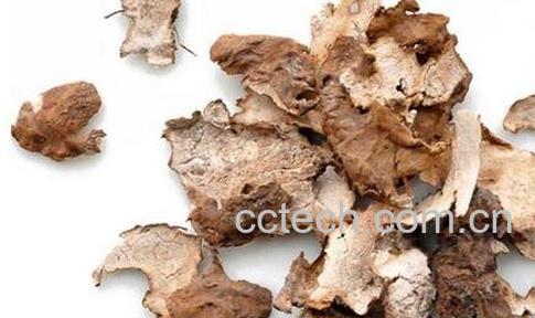 茯苓皮的功效与作用-0