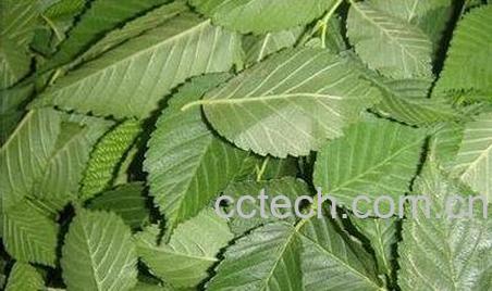 榆树叶的药用价值-0