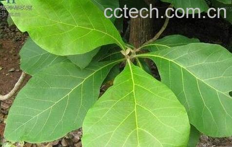 柚木叶的药用价值-0