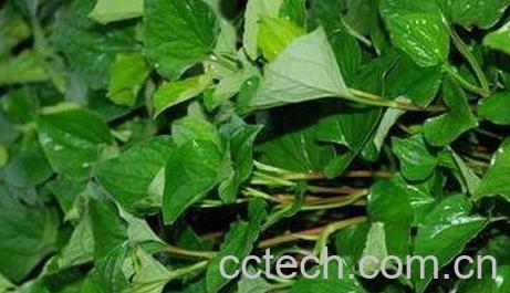 鱼腥草叶的功效与作用-0