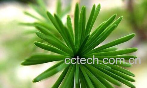 油松叶的功效与作用-0