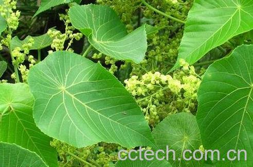 油桐树叶的功效与作用-0