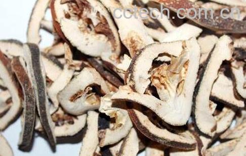  中药松壳的功效与作用-0