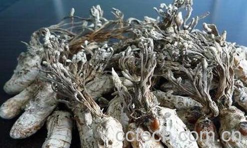 金蝉花的功效与作用-0