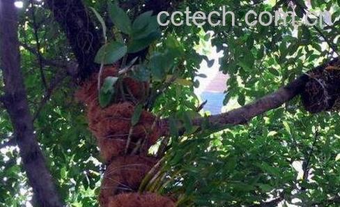 棕树的棕皮的药用价值-0