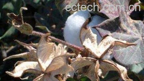 中药棉壳的作用是什么-0