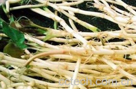 中药芦根的功效与作用及禁忌症-0