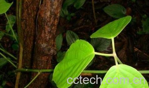 中药黑骨藤的功效与作用-0