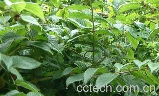 中药钩藤的作用与功效-0