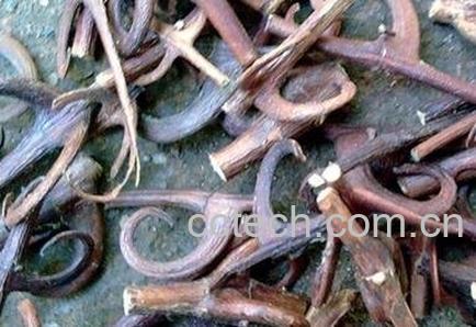 中药勾藤的作用及禁忌 -0