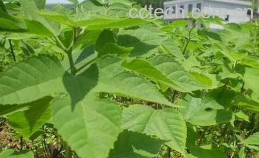 杂交构树叶的作用-0